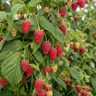 Малина ремонтантная Полана