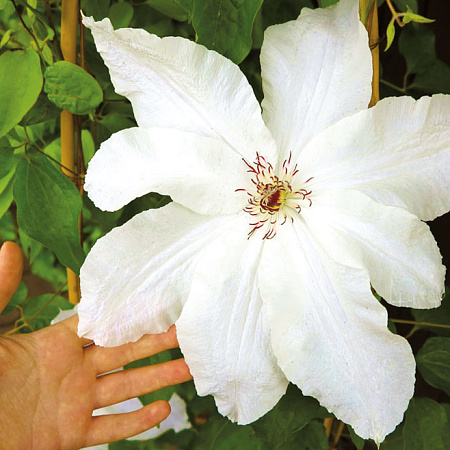 Фото Клематис Красавица невеста