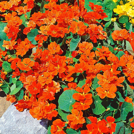 Фото Настурция Оранжевое небо