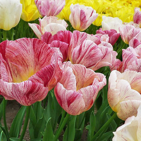 Фото Тюльпан триумф Канок