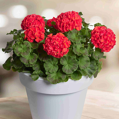 Герань Прекрасные славянки Гизела