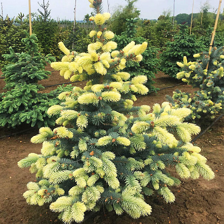 Фото Ель колючая Биалобок