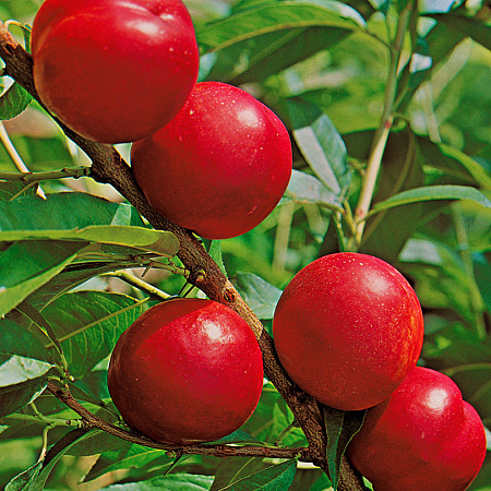 Фото Слива Гордость Урала