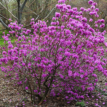 Фото Рододендрон остроконечный