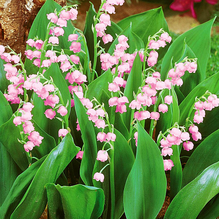 Фото Ландыш Розовый