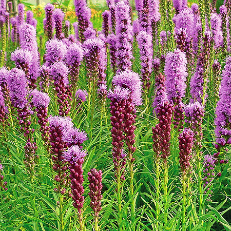 Фото Лиатрис колосковый