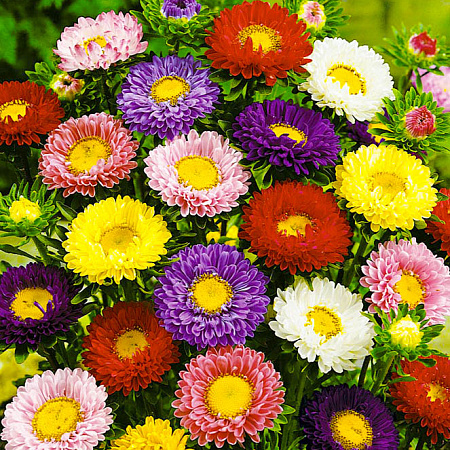 Фото Астра Монтесума Яркий набор