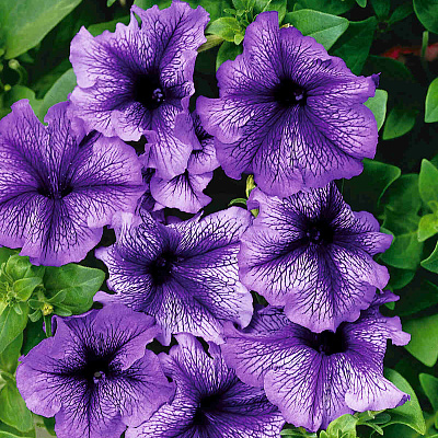 Петуния Дадди Голубая