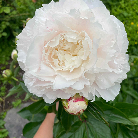 Фото Пион Энн Казинс