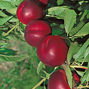 Слива Уральская красная