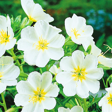 Фото Энотера Белая