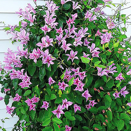 Фото Клематис Герцогиня Олбани