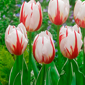 Тюльпан триумф Хэппи Дженерейшн