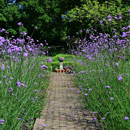 Фото Вербена бонарская