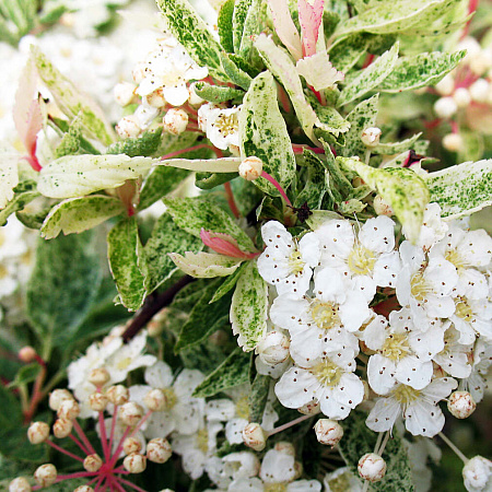 Фото Спирея вангутта Пинк Айс
