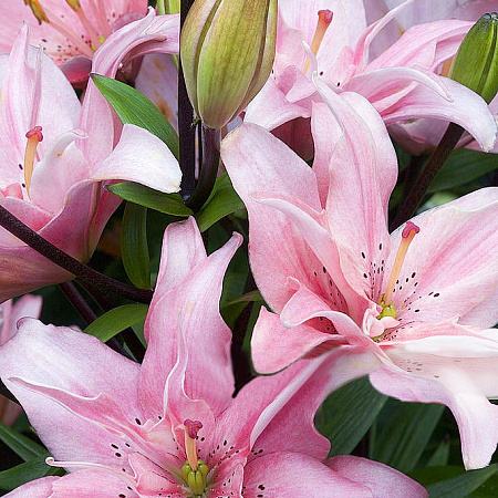 Фото Лилия махровая Элоди