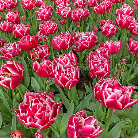 Фото Тюльпан махровый ранний Колумбус