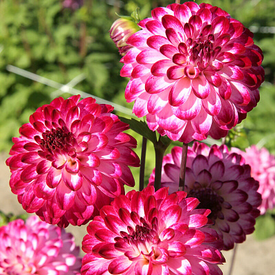 Георгин помпонный Литтл Роберт