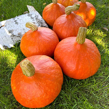 Фото Тыква Оранж Саммер F1