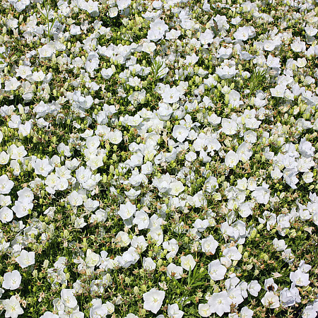 Фото Колокольчик карпатский Белые клипсы