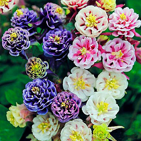 Фото Аквилегия Винки махровая набор