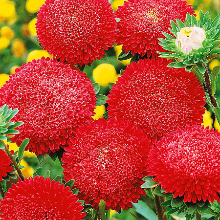 Фото Астра Помпонная Сигнальный Огонь