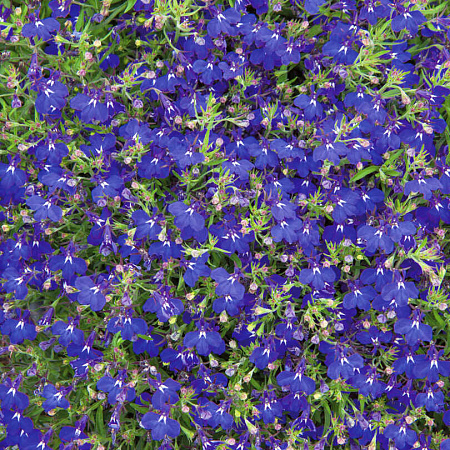 Фото Лобелия ампельная Морская синяя