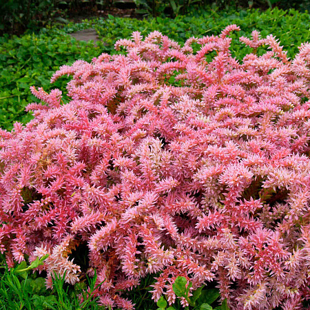 Фото Седум красивый