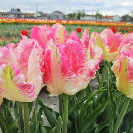 Фото Тюльпан попугайный Кабанна