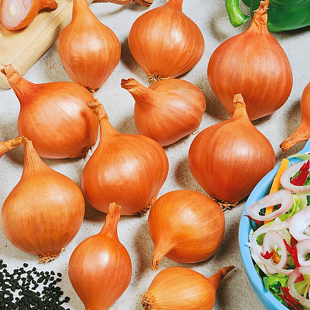 Фото Лук семейный (шалот) Рыжик