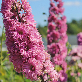 Дельфиниум Фламенко