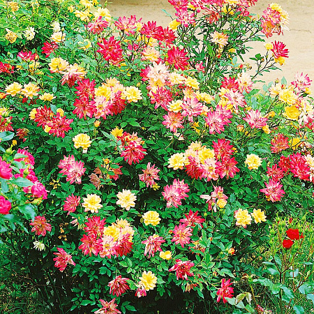 Фото Роза патио Маскарад