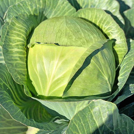 Фото Капуста белокочанная Фаворит F1