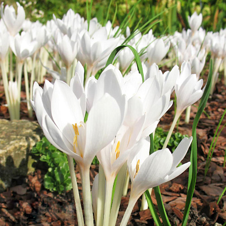 Фото Безвременник осенний белый