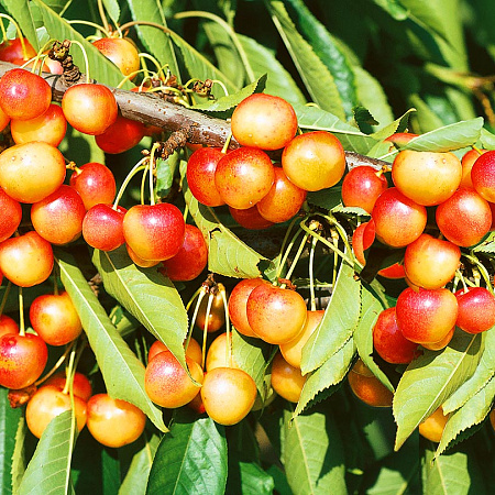 Фото Черешня Янтарная