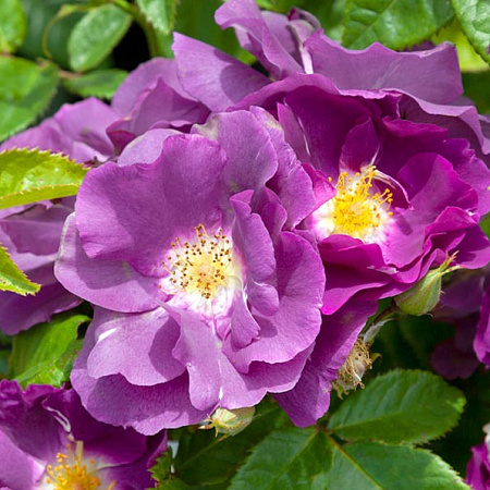 Фото Роза шрабовая Рэпсоди ин Блю