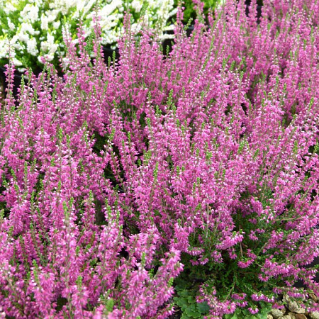 Фото Вереск обыкновенный Аллегро