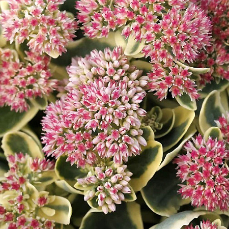 Фото Седум Отем Чарм