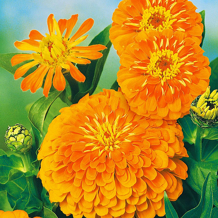 Фото Цинния Пташка