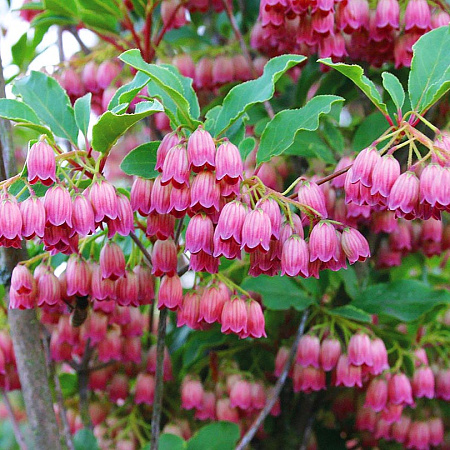 Фото Энкиантус колокольчатый