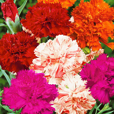 Фото Гвоздика садовая Шабо яркий набор