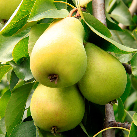 Фото Груша Чижовская