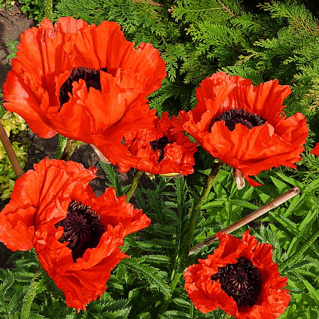 Фото Мак Биение сердца