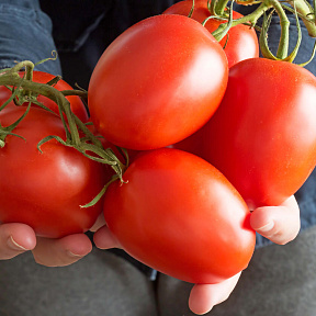 Помидор Пинк Плам F1