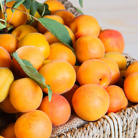 Фото Абрикос Восторг