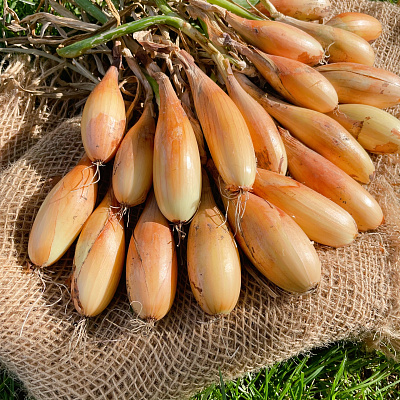 Лук репчатый Комета