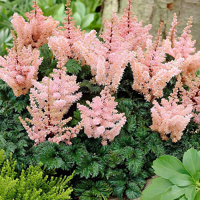 Астильба курчавая Лилипут