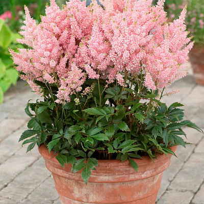 Астильба Юник Салмон