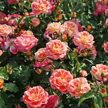 Фото Роза флорибунда Эйрбраш