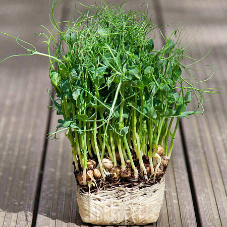 Фото Микрозелень Горошек сахарный